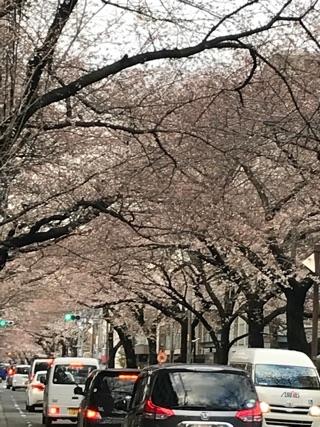 三分咲きの桜　SAKURAのNEWERA